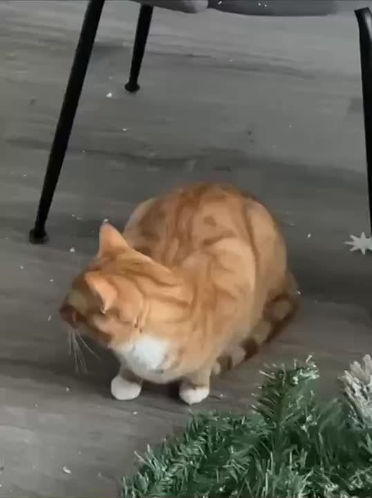 А вы уже поставили елочку?