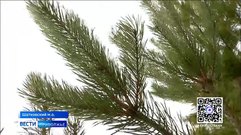 Запах свежей хвои и новогоднее настроение в подарок