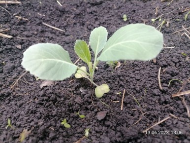 Как защитить капусту от вредителей: проверенные методы и советы садоводов