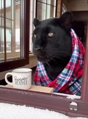 Наблюдать за снежной бурей, которую пообещали сегодня, лучше из дома