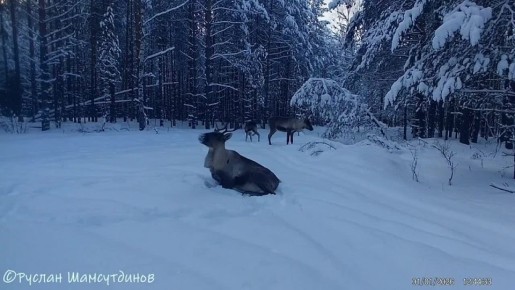Российские города тонут в сугробах