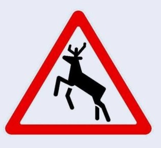 Дикие животные на дороге: как предотвратить столкновение?