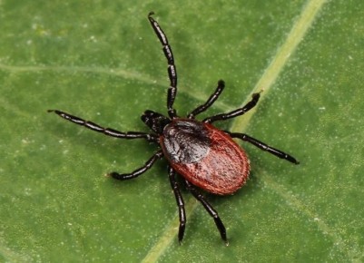 Как защититься от клещей: советы по безопасности для огородников