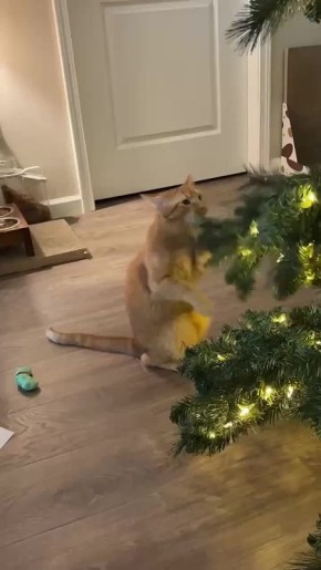 Просим у ёлочки, чтобы праздники не заканчивались