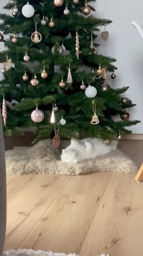 Перед сном приятно полюбоваться на что-то красивое, например, на новогоднюю ёлку