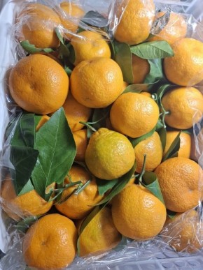 Урал встречает Новый год с рекордным объемом мандаринов